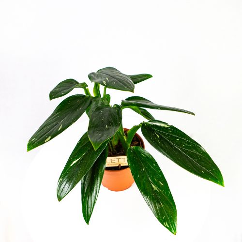 Филодендрон Кобра Philodendron Cobra 50/17