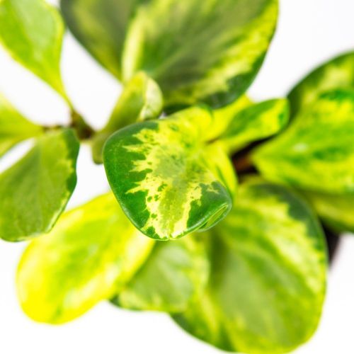 Пеперомия микс Peperomia mix /11