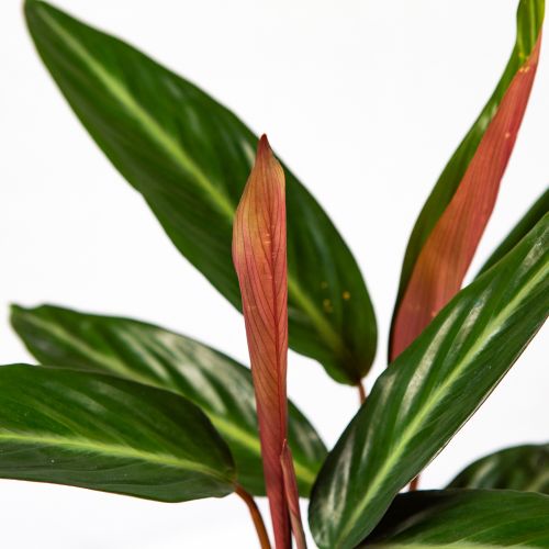 Калатея Calathea Stripestar Living 40/12