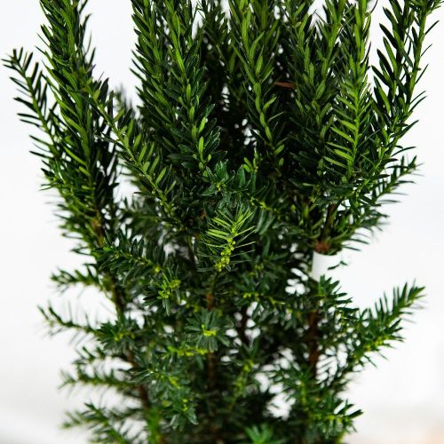 Тис средний Хилли 60/70 Taxus x media Hilliii 7,5л (Н)