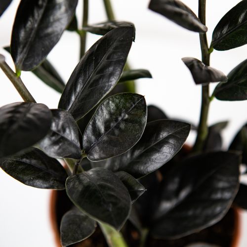 Замиокулькас Блэк Равен Zamioculcas Black Raven 4+ 45/14