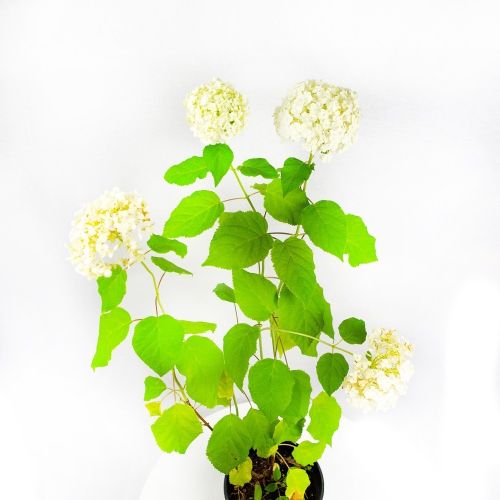 Гортензия древовидная Аннабель Hydrangea arborescens Annabelle 3л (ГМ)