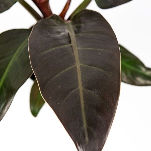 Филодендрон Империал Ред Philodendron Imperial Red 45/14