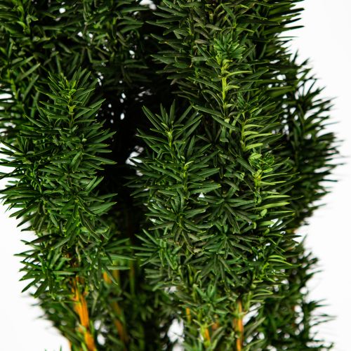 Тис ягодный Фастигиата Робуста 100/+ Taxus baccata Fastigiata Robusta 10л (Н)