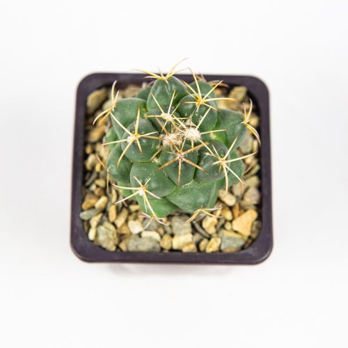 Кактус микс Cactus mix d.7 (1)