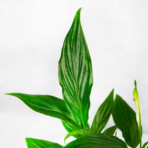 Спатифиллум Свит Чико Spathiphyllum Sweet Chico 55/13