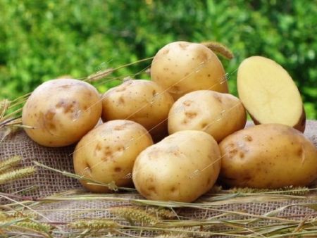 Картофель семенной Ривьера,Супер Элита  семена весовые сетка 10кг