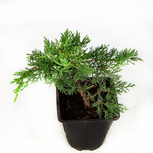 Можжевельник казацкий Рокери Джем Juniperus sabina Rockery Gem 2л (К)