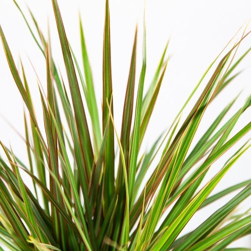 Драцена Биколор карусель Dracaena Bicolor 45-carrousel 100/21 (Н)