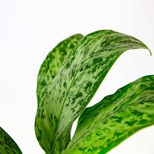 Аглаонема Гринлайт Aglaonema Greenlight 55/17 (Н)