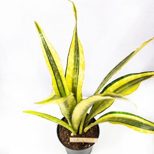 Сансевиерия аубритиана Лаурен Sansevieria aubrytiana Lauren 70/17