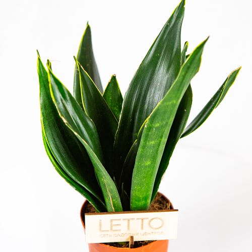 Сансевиерия микс Sansevieria mix 35/14