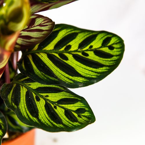 Калатея Макоя Calathea makoyana 45/14