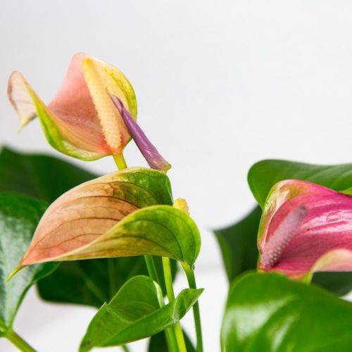 Антуриум Андре Карма Джоли Дуо Anthurium andraeanum Karma Joli Duo 5+ 43/12 (Н)