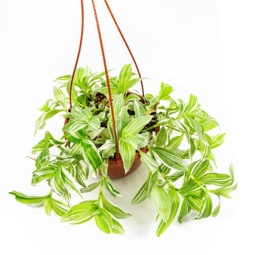 Традесканция Альба Tradescantia Alba п/к 2,5л