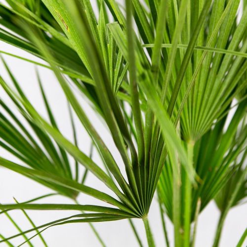 Хамеропс приземистый Chamaerops humilis 100/26