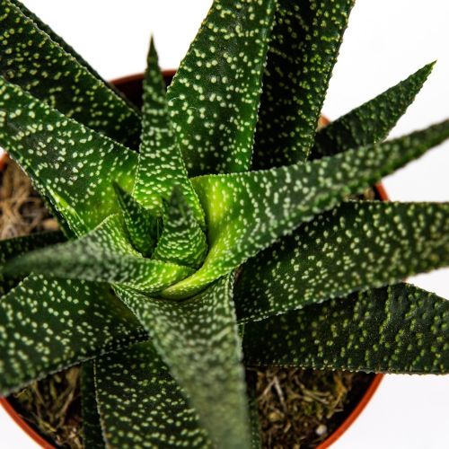 Гастерия микс Gasteria mix 13