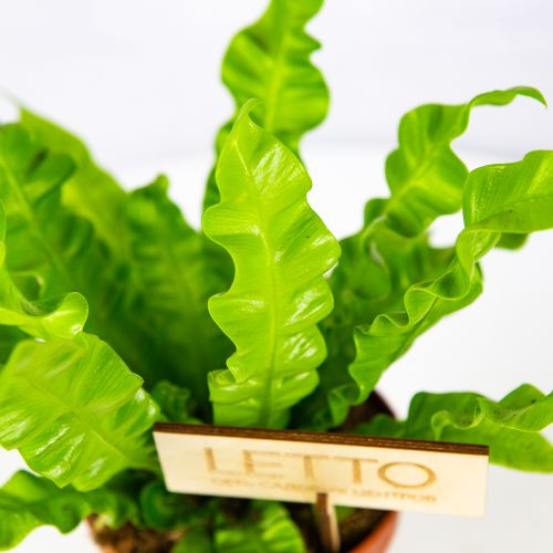 Костенец Криспи Вейв Asplenium Crispy Wave 25/12