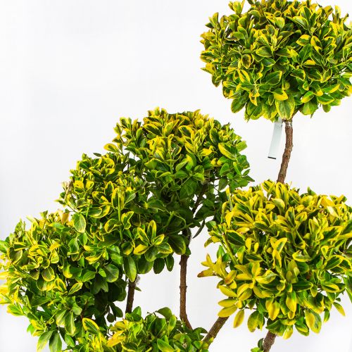 Бересклет япон. Элегантиссима Ауреа ПОМ ПОН 140/160 Euonymus japonicus Elegantissima Aurea 35л (И)