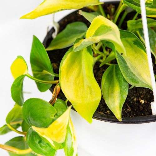 Филодендрон лазящий скандекс Brazil Philodendron Brazil п/к 3,5 л