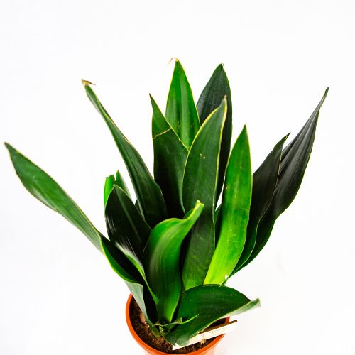 Сансевиерия Блэк Даймонд Sansevieria Black Diamond 60/17