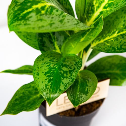 Аглаонема Лемон Минт Aglaonema Lemon Mint 35/12 (Н)