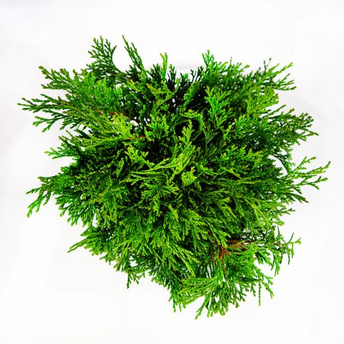 Кипарисовик туполистный Пигмея 25 Chamaecyparis obtusa Pygmaea 3л (Н)