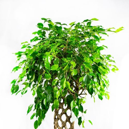 Фикус Бенджамина Экзотика спутанный Ficus benjamina Exotica mat 130/31 (Н)