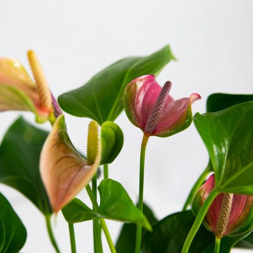 Антуриум Андре Карма Джоли Дуо Anthurium andraeanum Karma Joli Duo 5+ 43/12 (Н)