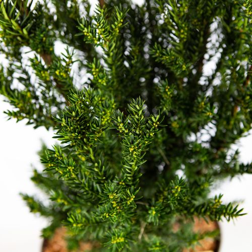 Тис средний Хилли 100/120 Taxus x media Hilliii 15л (Н)