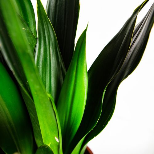 Сансевиерия Блэк Даймонд Sansevieria Black Diamond 60/17