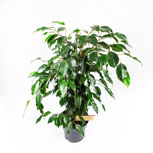 Фикус Бенджамина Даниэль Ficus benjamina Danielle 70/17