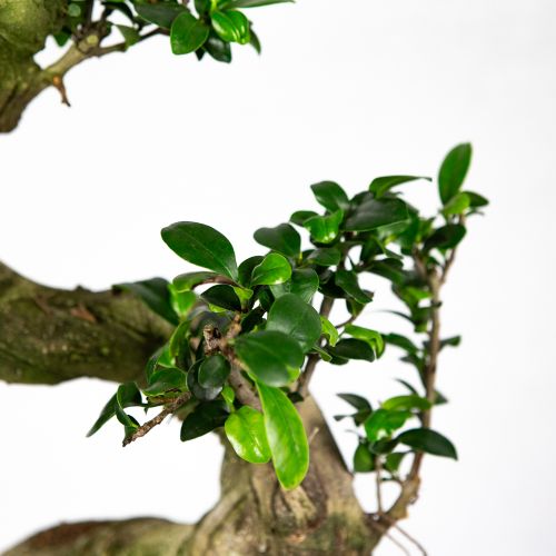 Фикус гинсенг S-образный Ficus ginseng S-type 70/27 (Н)