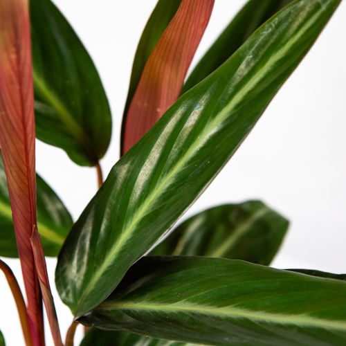 Калатея Calathea Stripestar Living 40/12