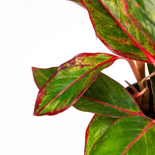 Аглаонема Сиам Ред Аврора Aglaonema Siam Red Aurora 40/13