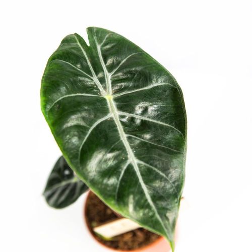 Алоказия Пинк Драгон Alocasia Pink Dragon 25/12 (Н)