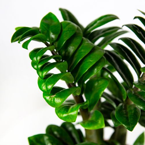 Замиокулькас Зензи Zamioculcas Zenzi 4+ 40/14 (Н)