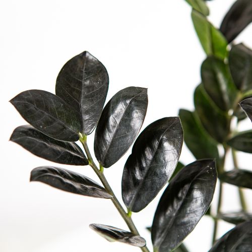 Замиокулькас Блэк Равен Zamioculcas Black Raven 4+ 45/14