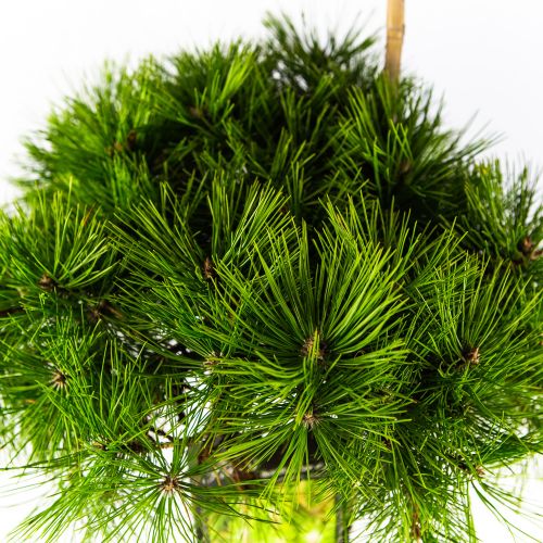 Сосна густоцветковая Лоу Глоу 60/80 Pinus densiflora Low Glow 25л (Н)