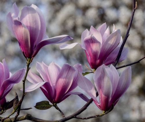 Магнолия грандифлора Gallicionensis КОНУС 110лт 200/220  Magnolia grandiflora Gallicionensis (И)