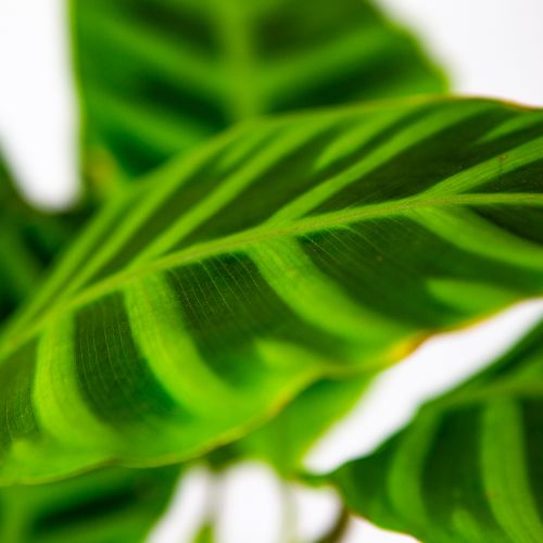 Калатея полосатая Calathea zebrina 50/14