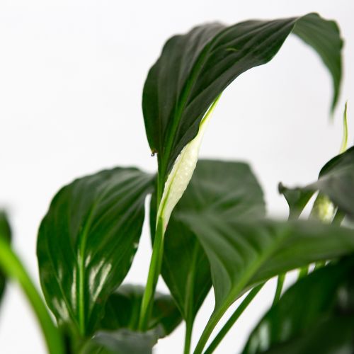 Спатифиллум Пико Купидо Spathiphyllum Pico Cupido 50/13 (Н)