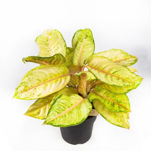 Аглаонема Корн Силк Aglaonema Corn Silk 45/19 (Н)