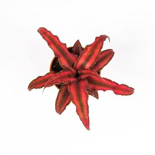 Криптантус Рубин Стар Cryptanthus Rubin Star 10/5,5