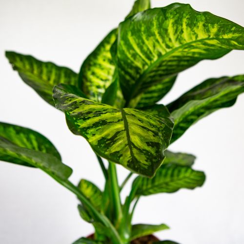 Диффенбахия Мароба Dieffenbachia Maroba	 90/24