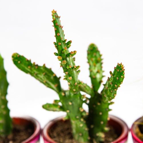 Кактус в декоративном горшке Cactus pot 8/8