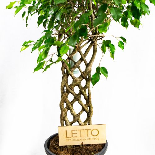 Фикус Бенджамина Экзотика спутанный Ficus benjamina Exotica mat 140/30