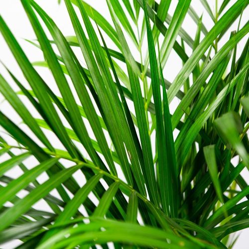 Дипсис желтоватый Dypsis lutescens 100/19 (Н)