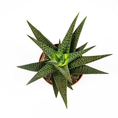 Гастерия микс Gasteria mix 13