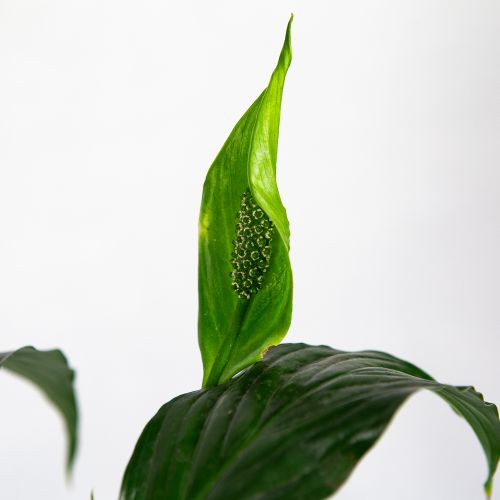 Спатифиллум Пико Купидо Spathiphyllum Pico Cupido 50/13 (Н)